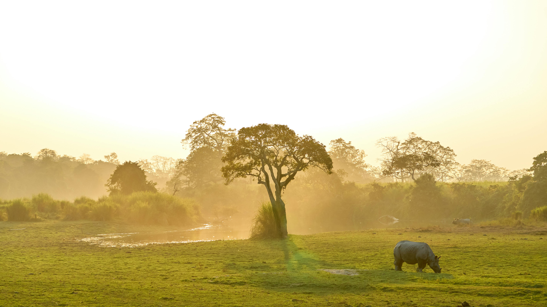 Top 10 North East Honeymoon Places in India, Kaziranga Assam