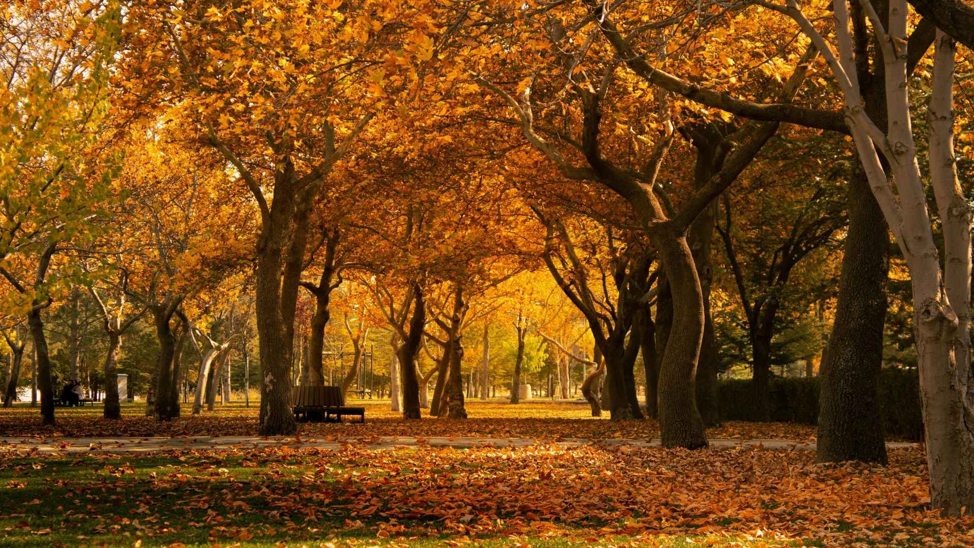 Autumn Season in Russia