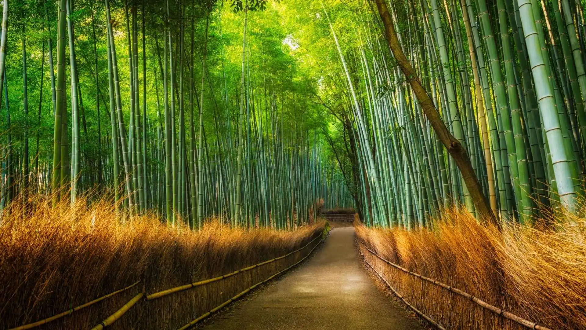 bamboo forests