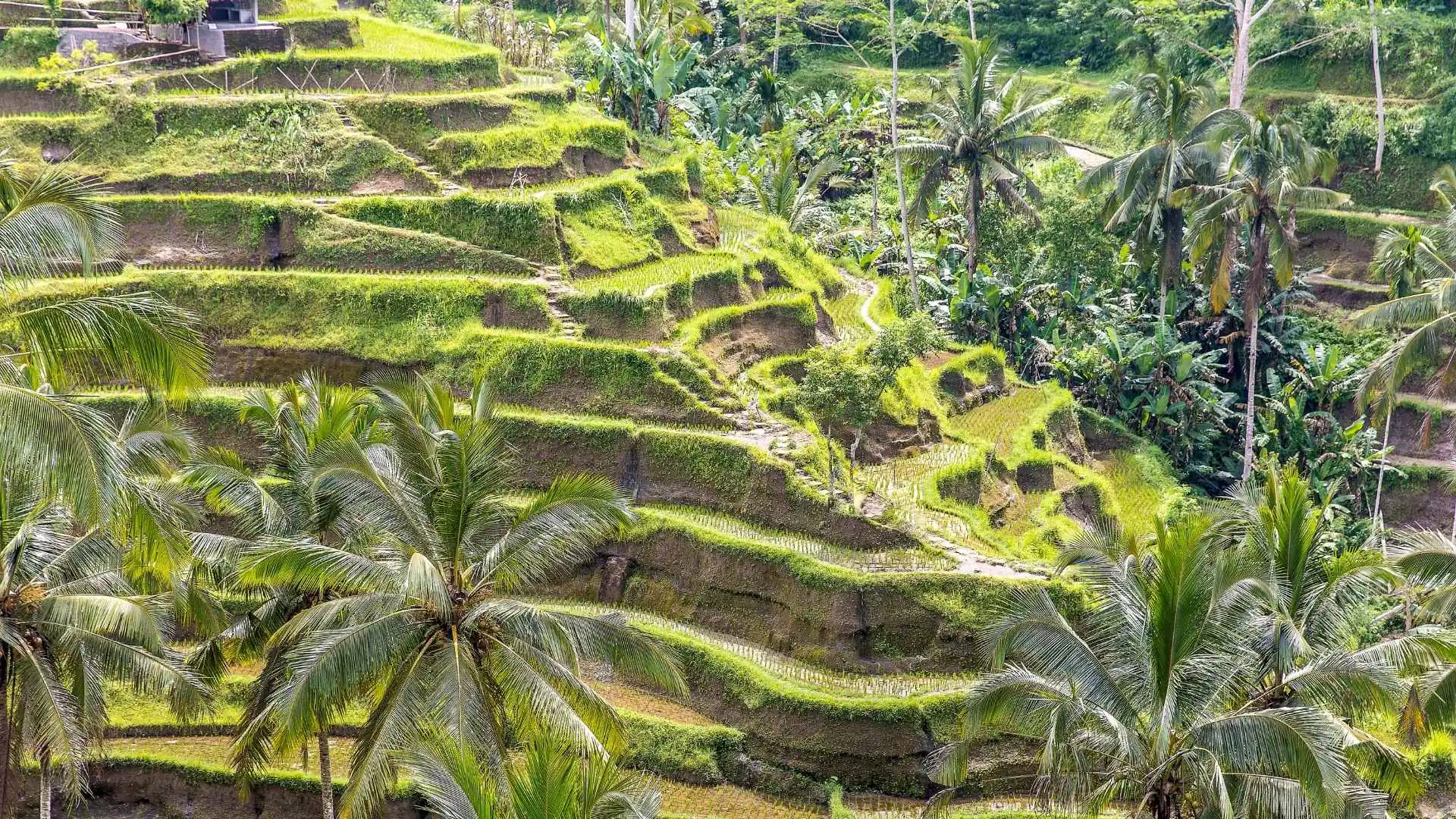 Bali 7-Day Itinerary For Indian Travelers, Exploration in Ubud