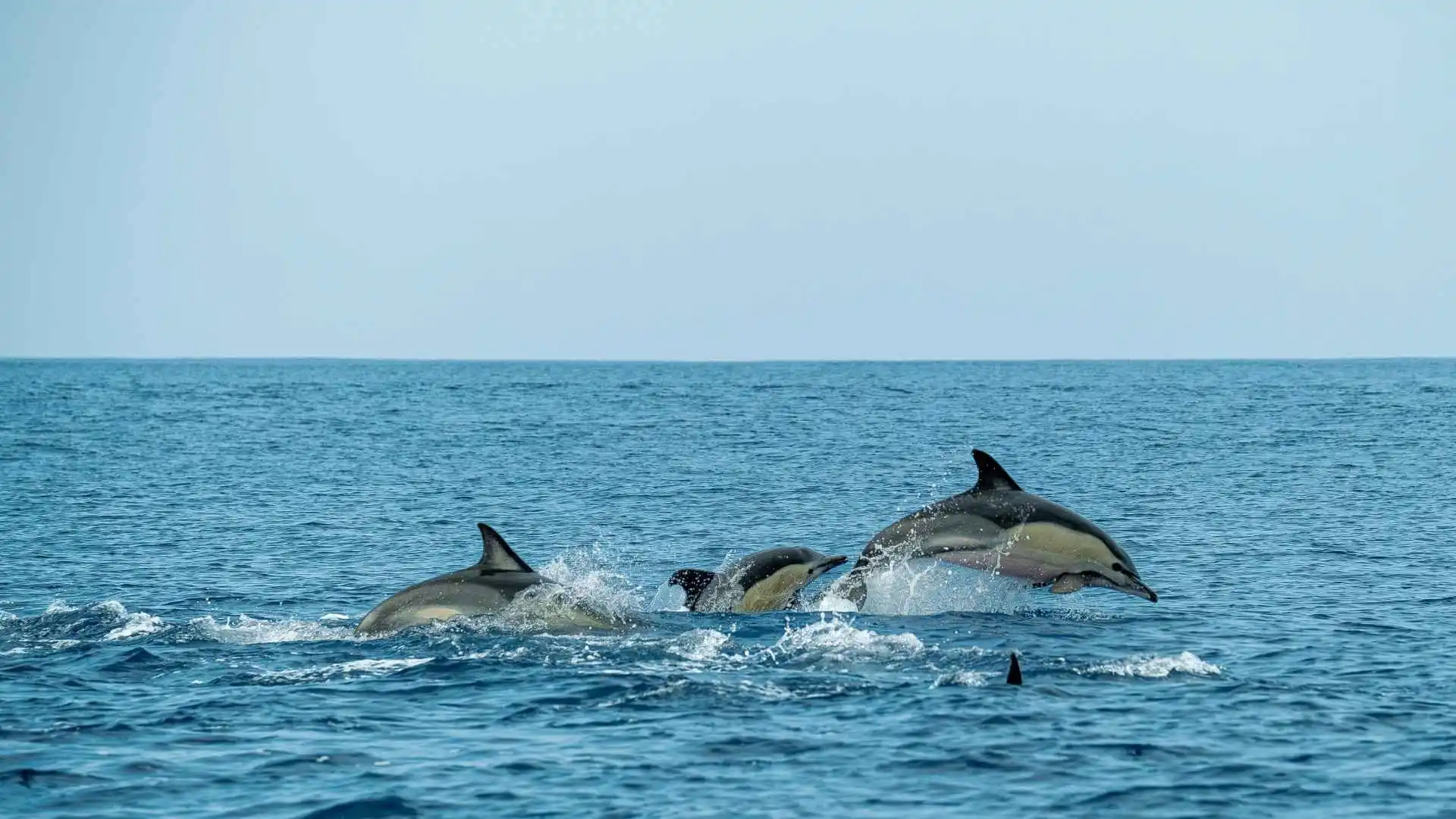 Enjoy Dolphin Watching