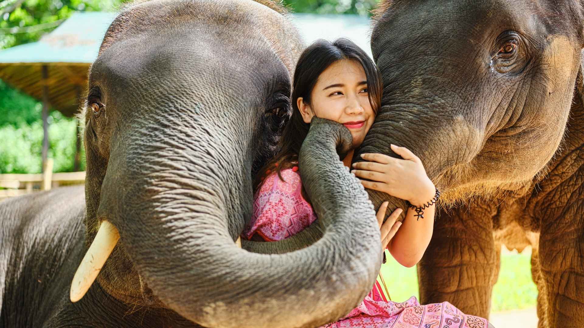 Ethical Elephant sanctuary visit in thailand, Adventure Activities in Thailand
