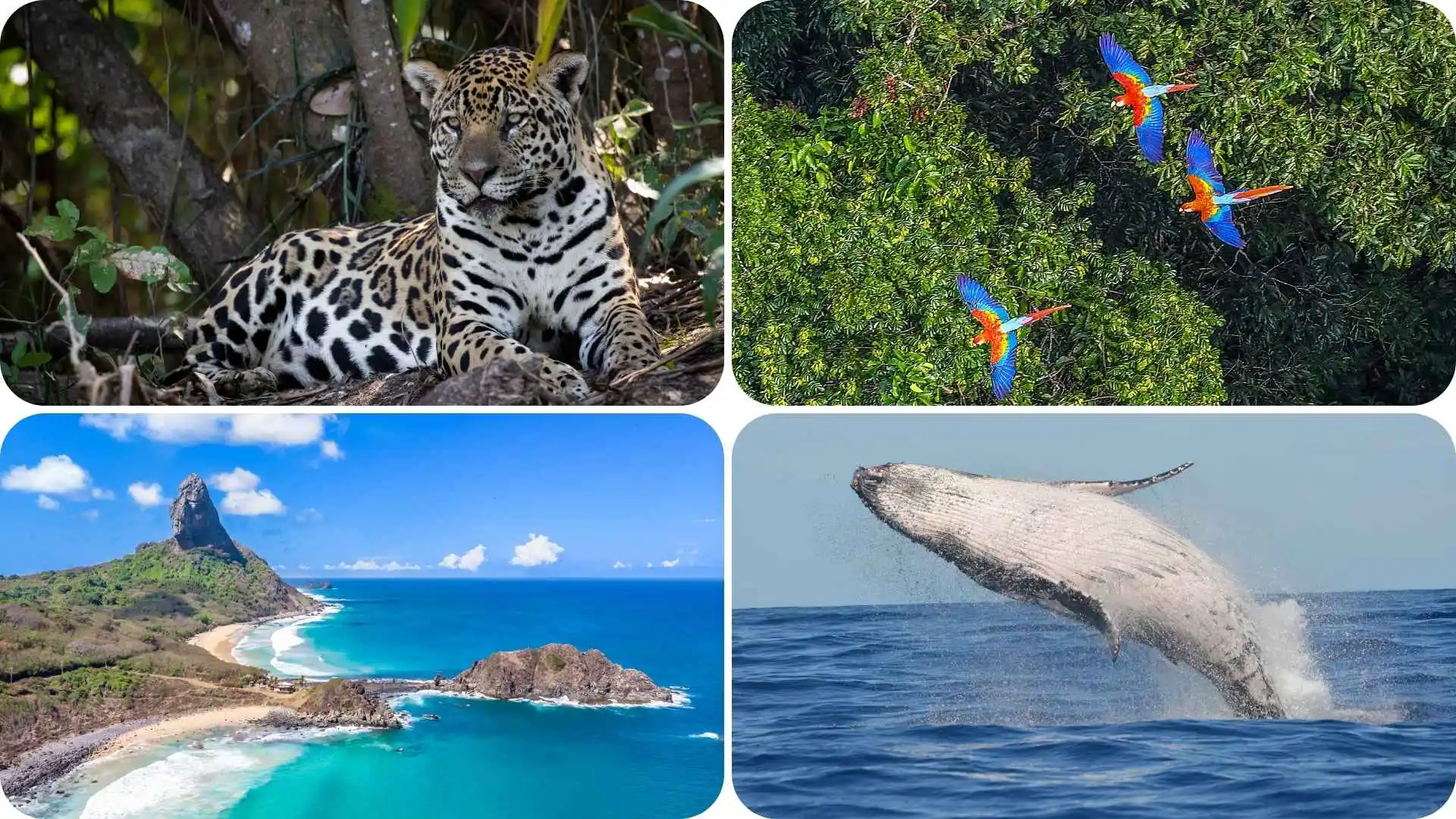 Experience Wildlife