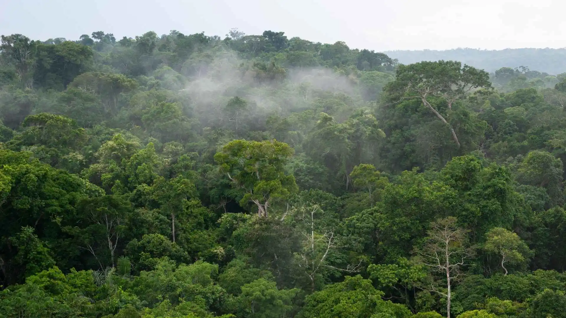 Explore the Amazon Rainforest