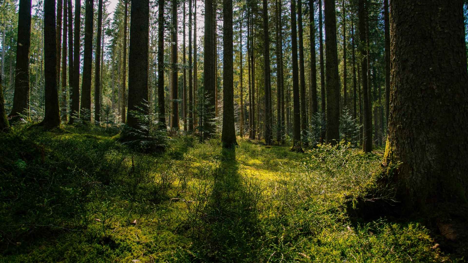 Explore the Black Forest 