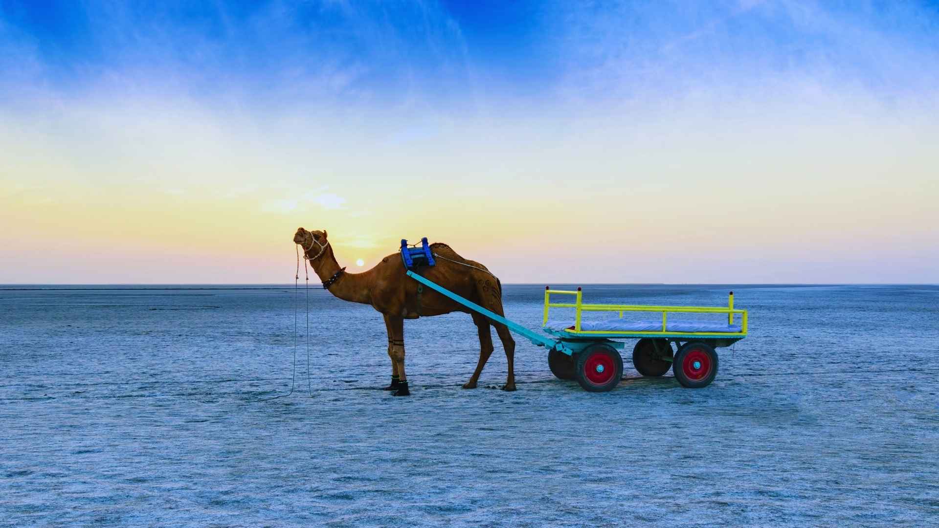 Gujarat: Rann of Kutch, best season for Gujarat, places to visit in Gujarat during Winters