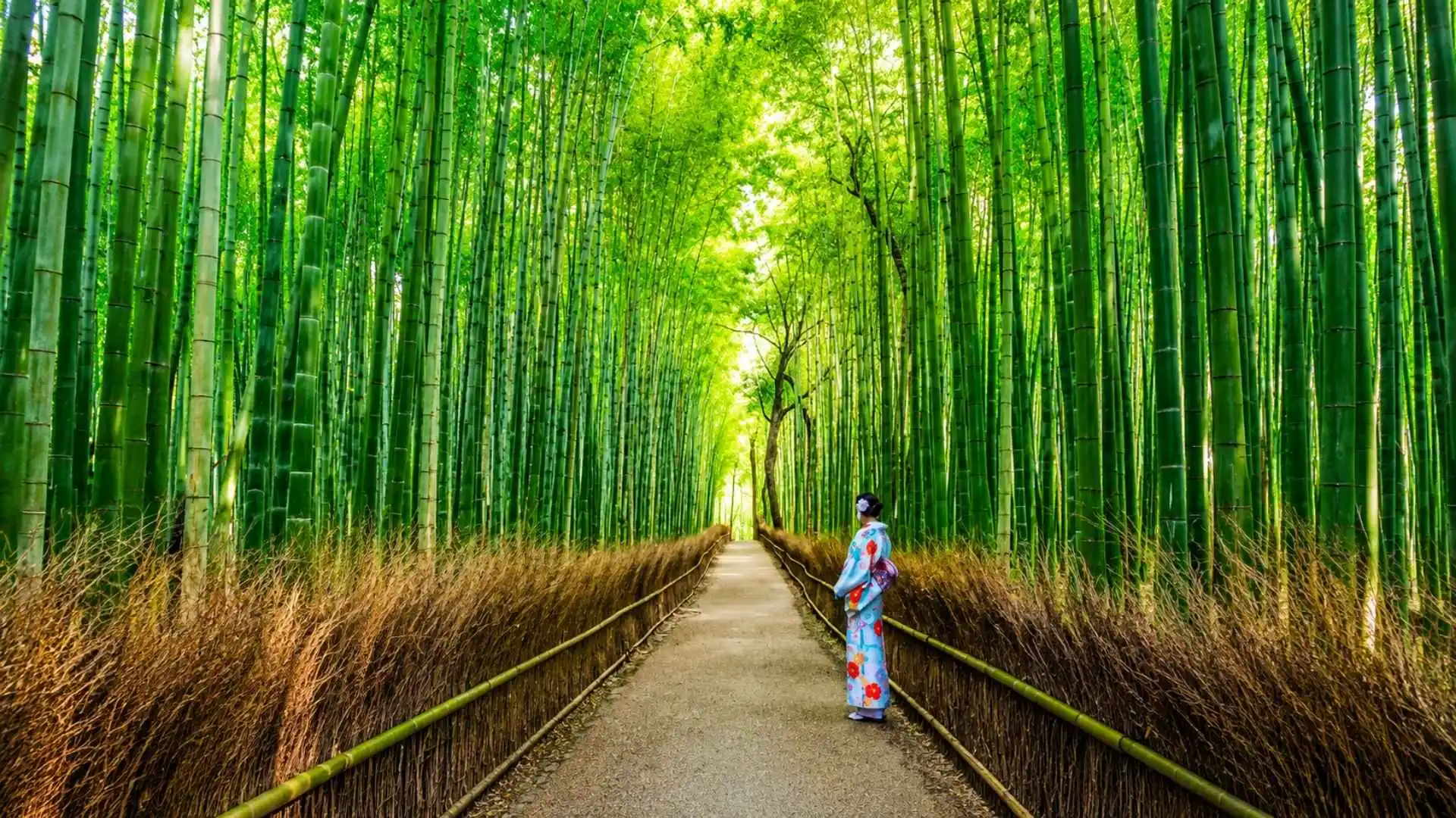 Summer Season in Japan, Best Time to Visit Japan during Summer Season, Summer in Japan