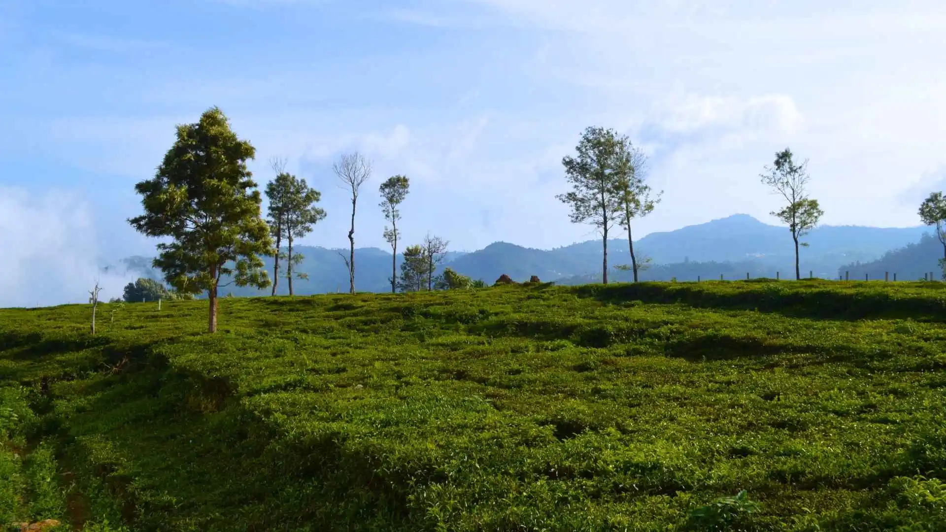 Top 15 Places to Visit in June in India, Best Places to Visit in June in India, Kotagiri, Tamil Nadu