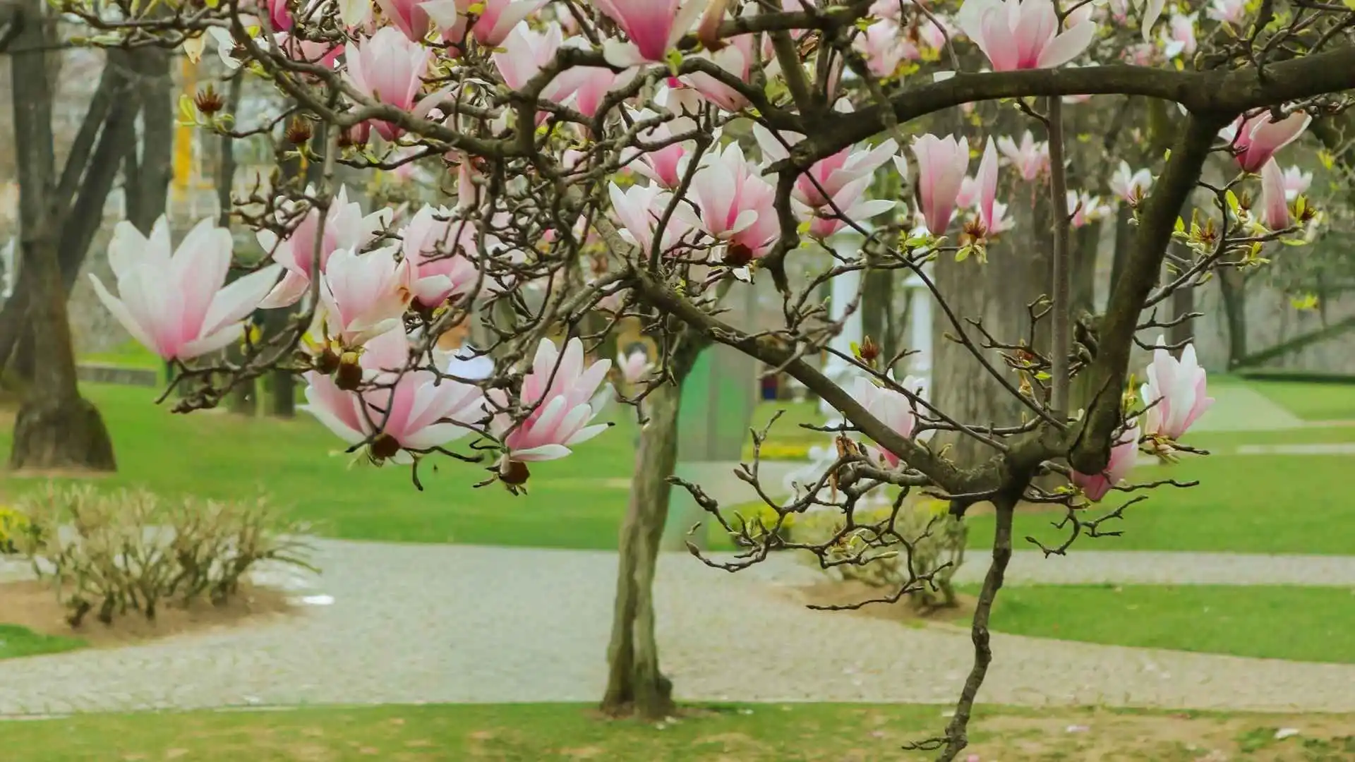 March – Spring Begins