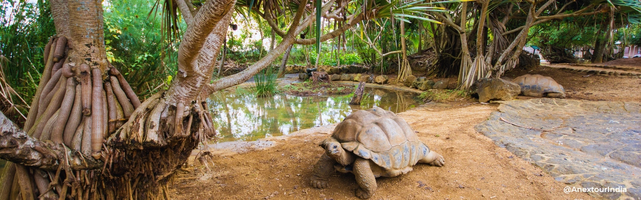 Giant Tortoises