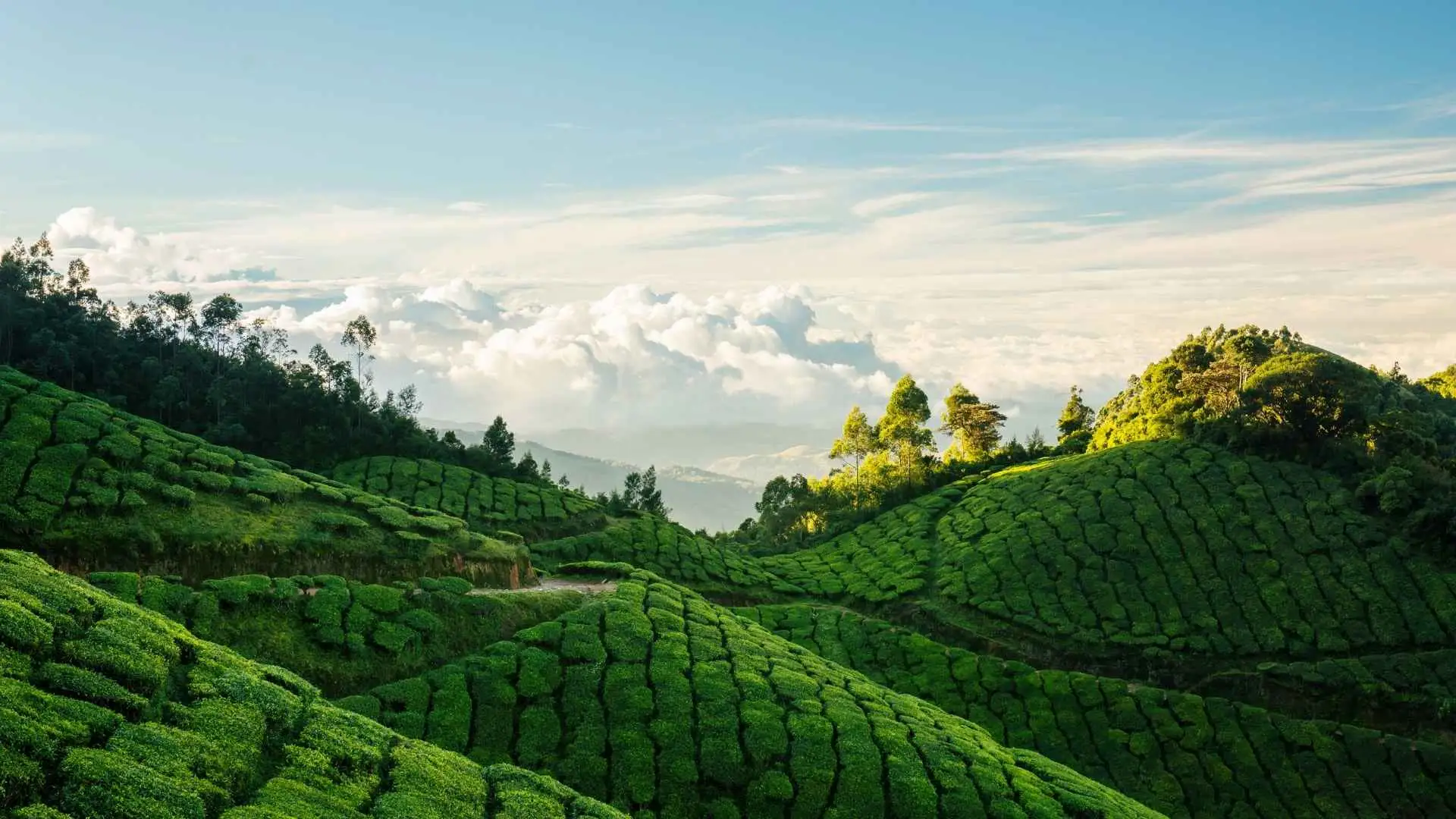munnar