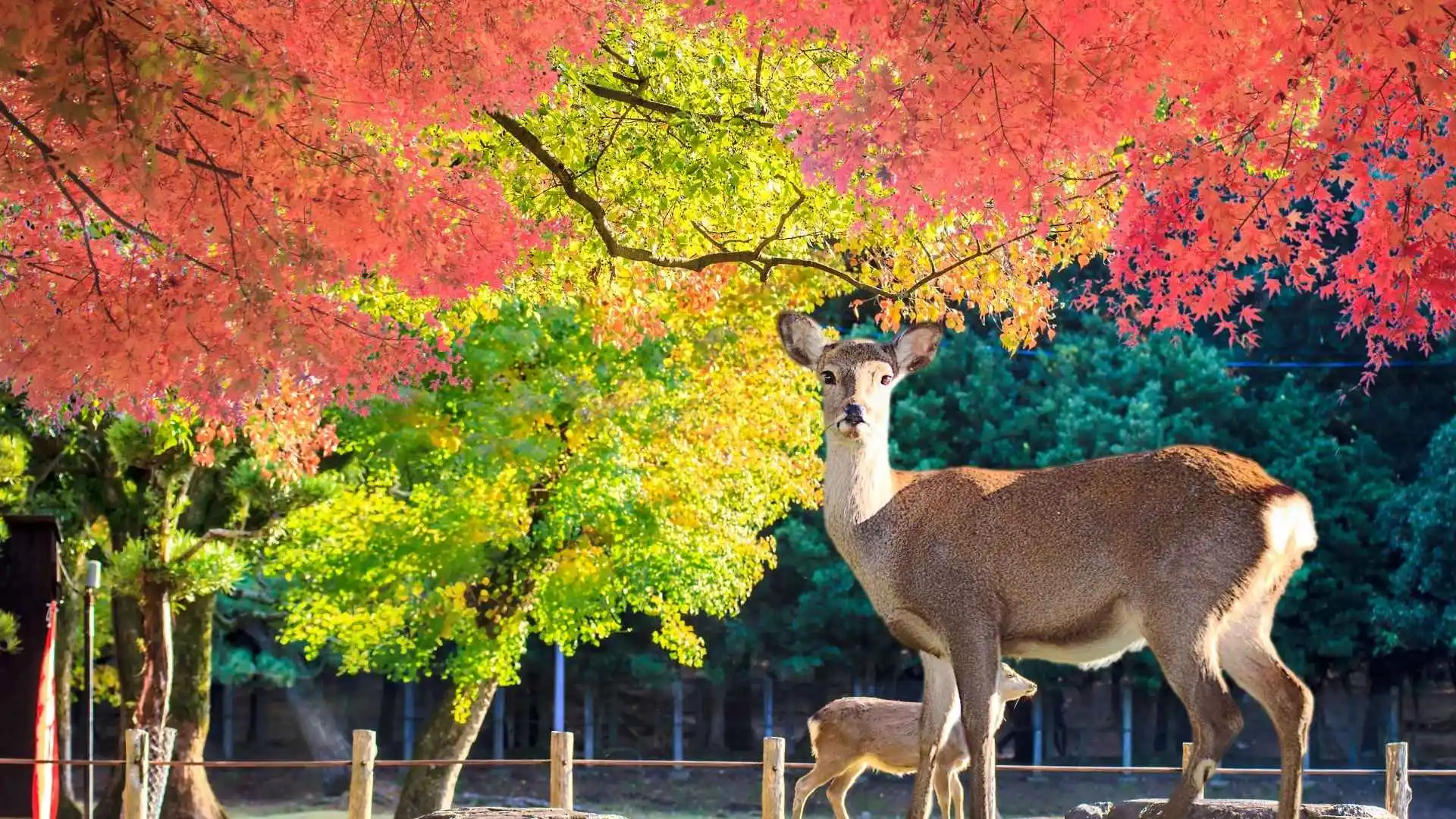 Nara 