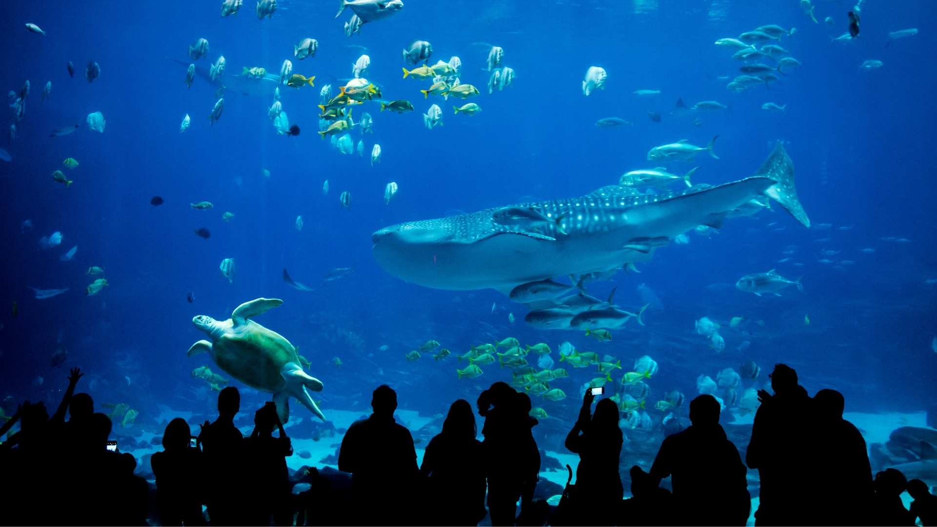 Odysseo Oceanarium