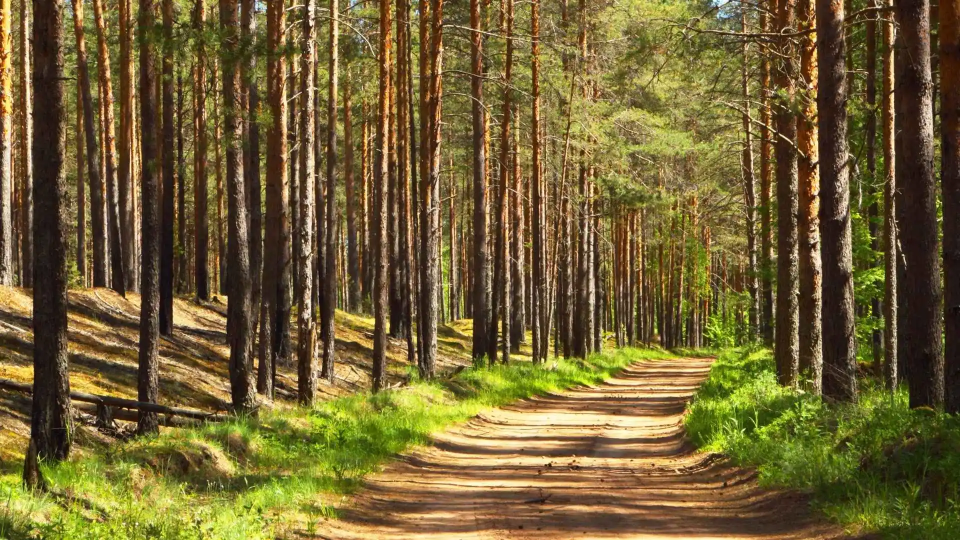 Pine Forest in Kodaikanal
