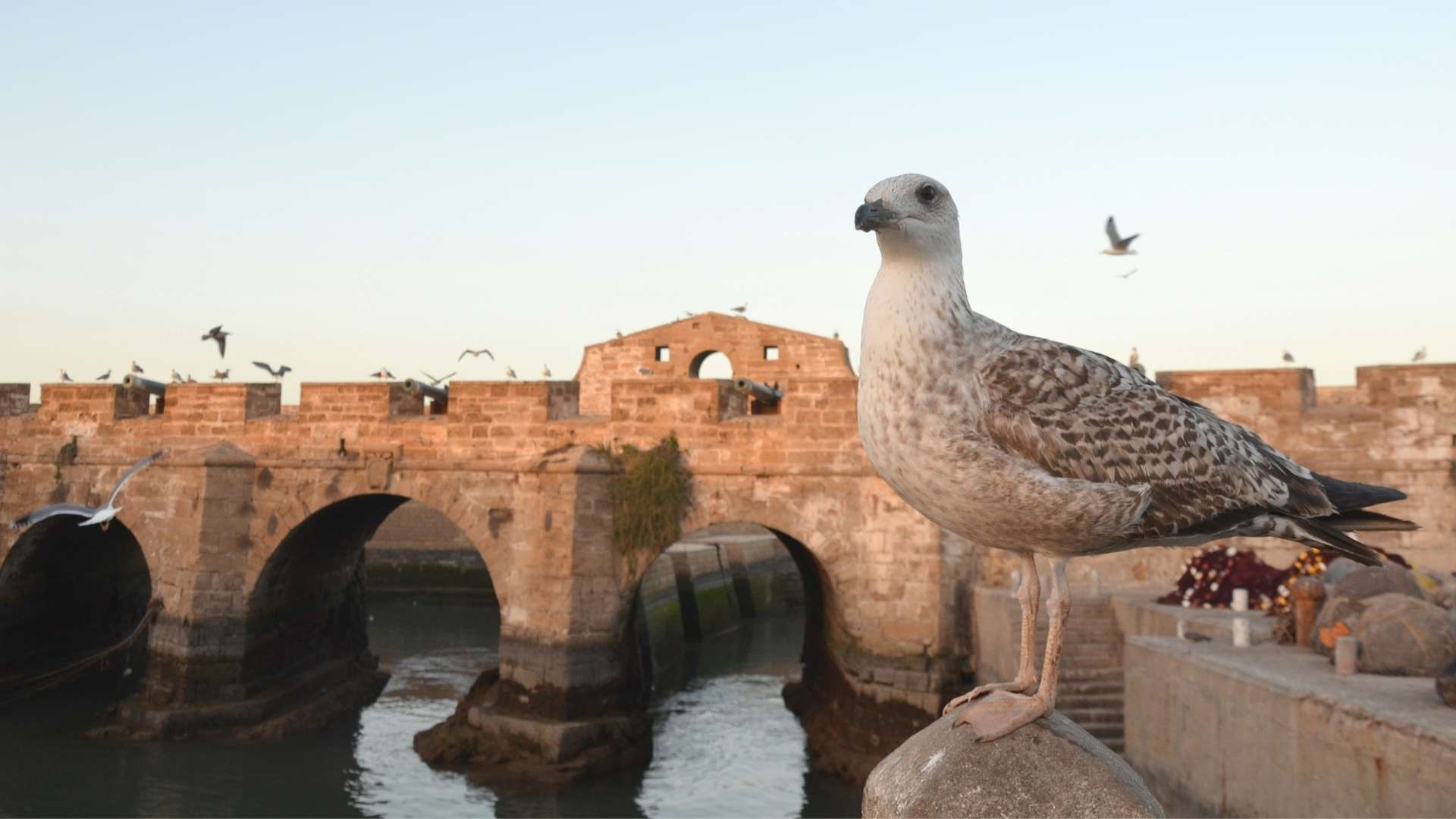 Relaxing Day at Essaouira
