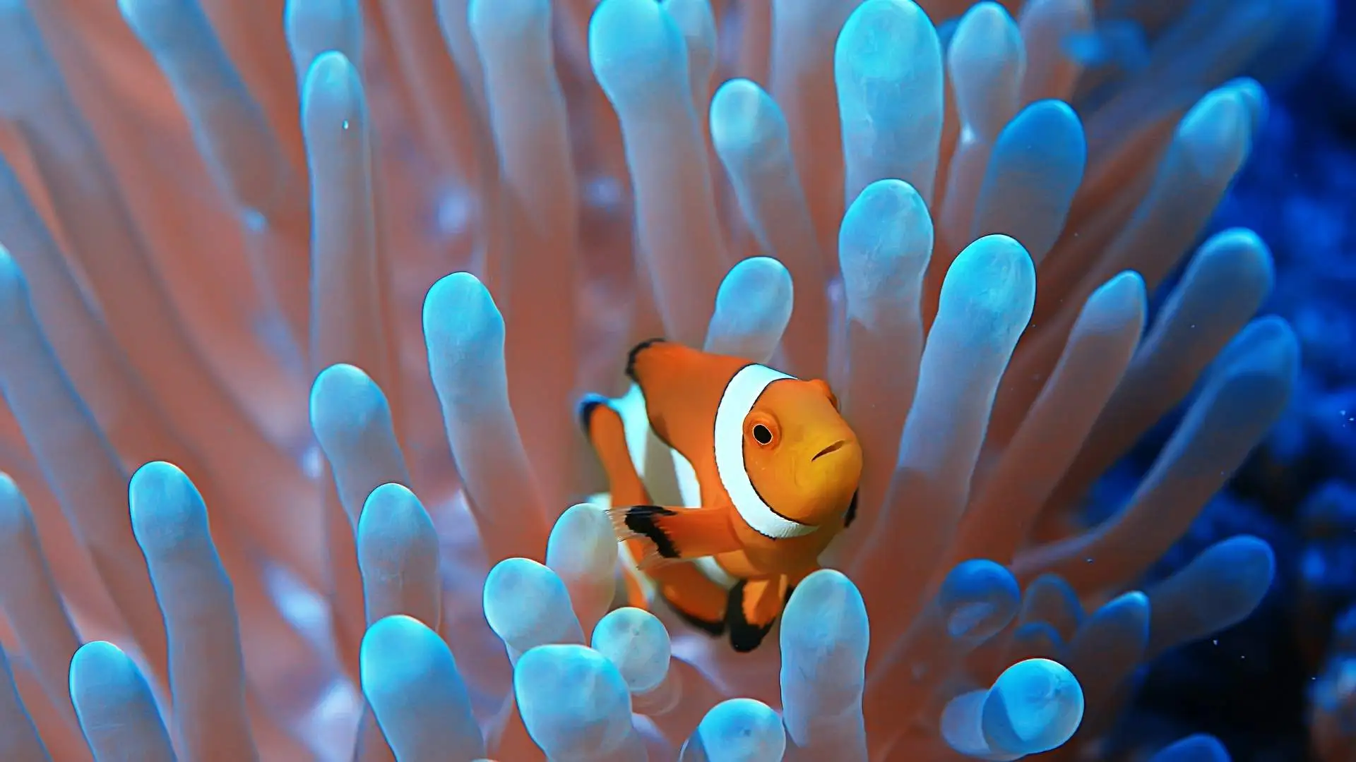 Say Hello to the Coral Reefs