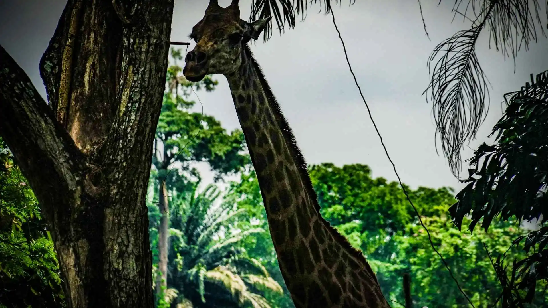 Singapore Zoo & Night Safari