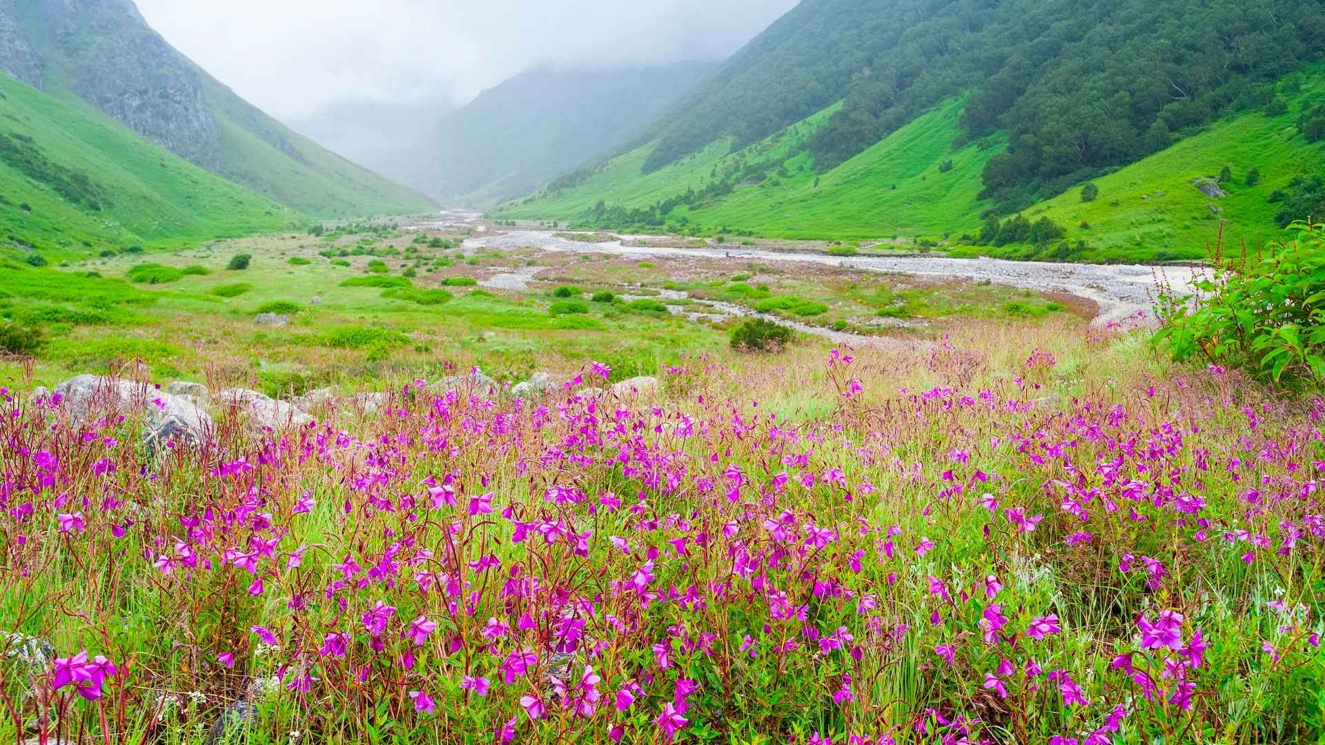 Valley of Flowers 