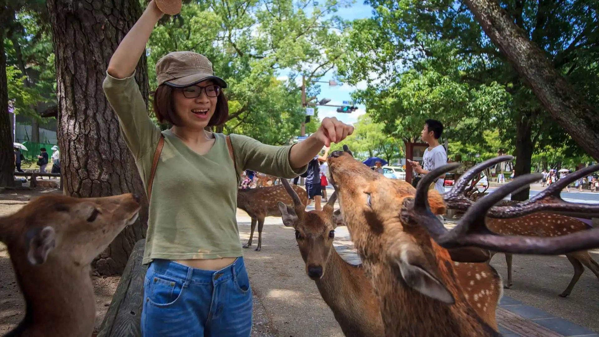 Visit Nara Deer Park
