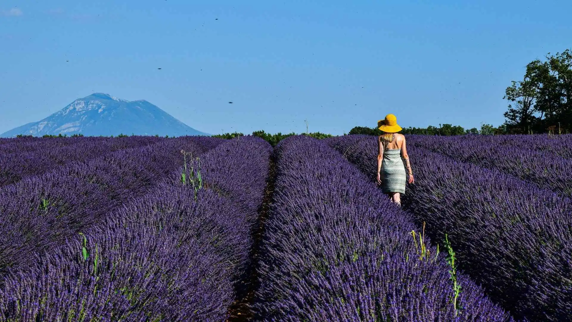 Lavender Fields of Provence