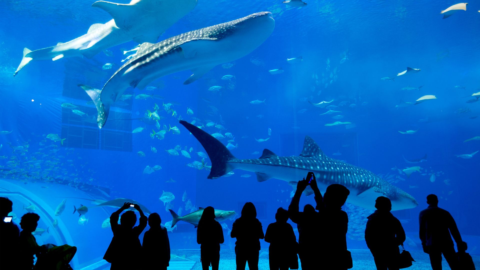 Dubai Aquarium & Underwater Zoo