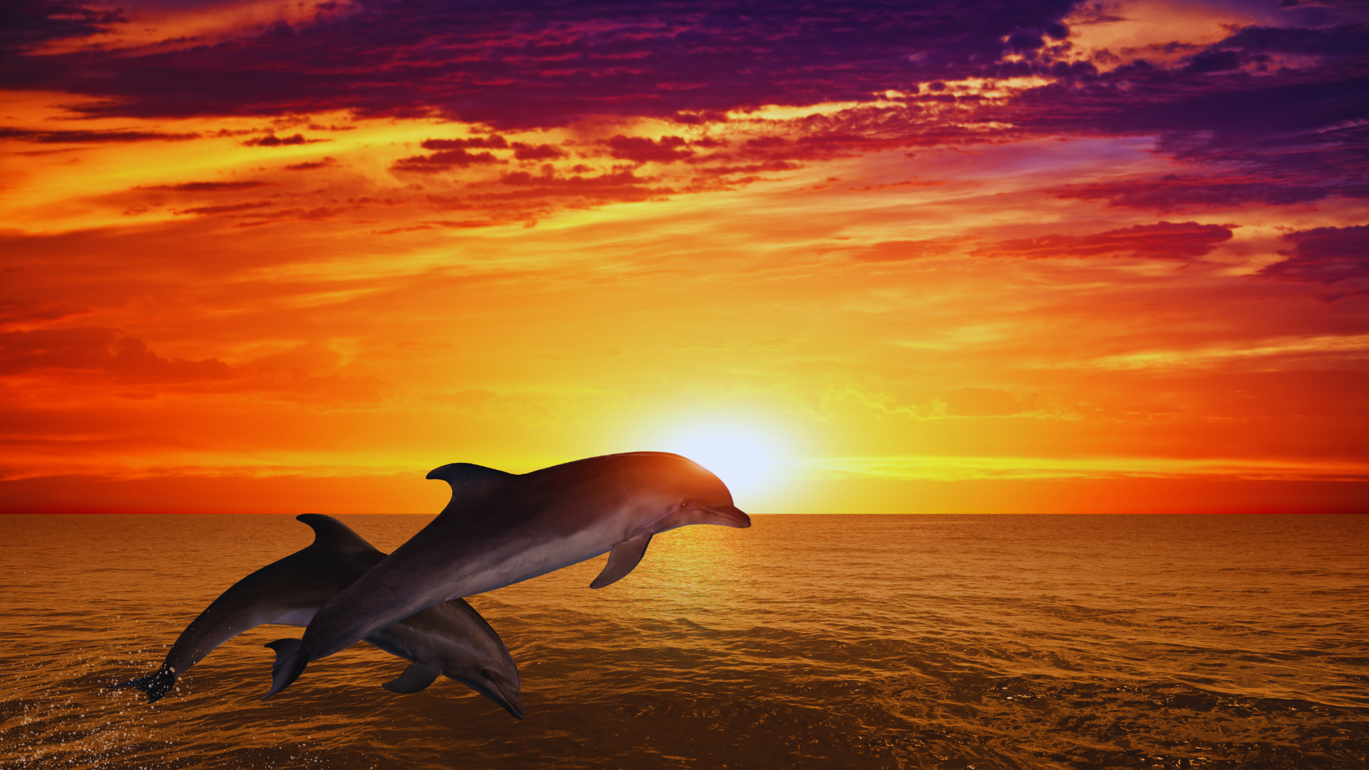 Sunset Dolphin Cruise in Maldives