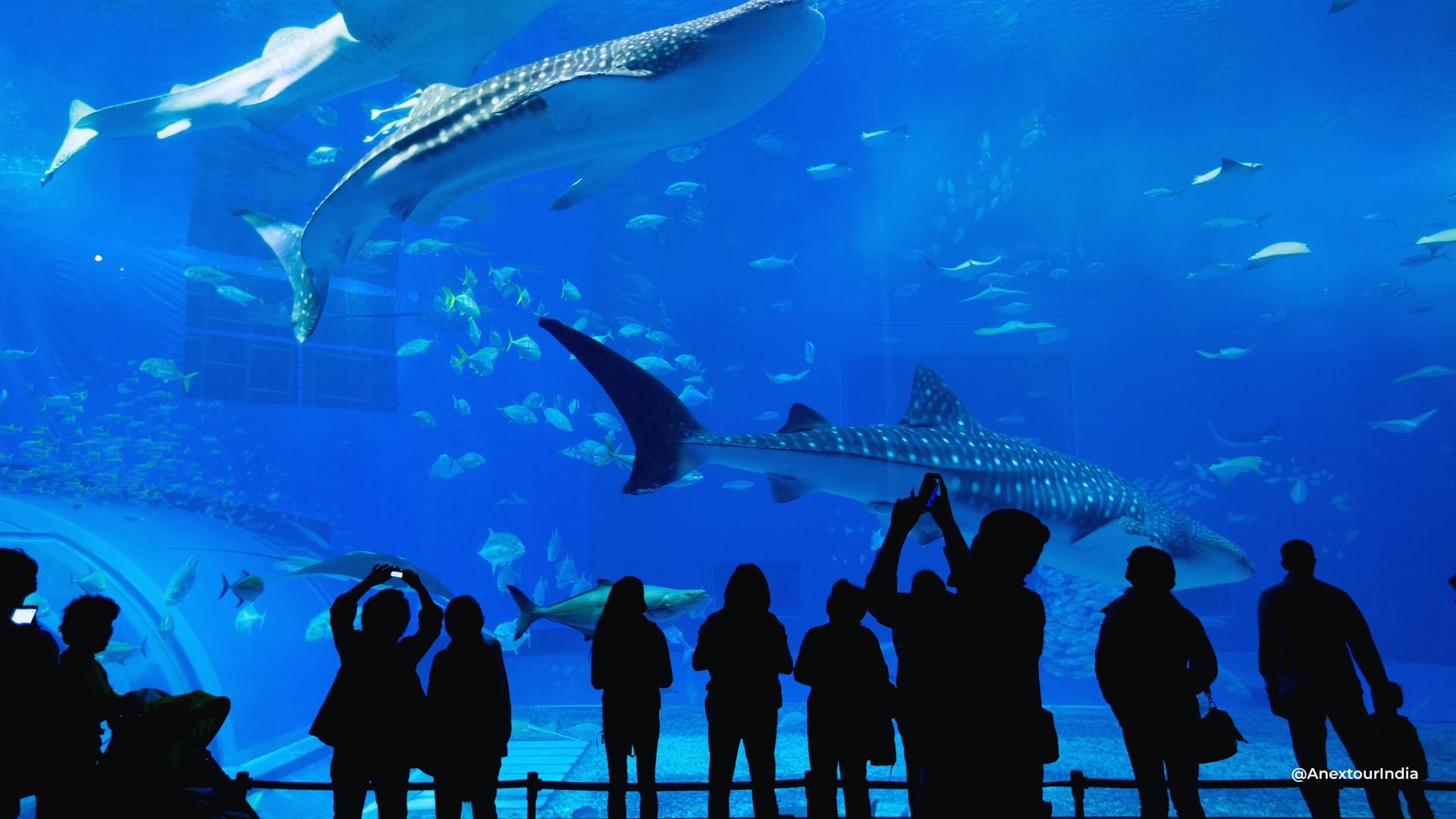 Dubai Aquarium