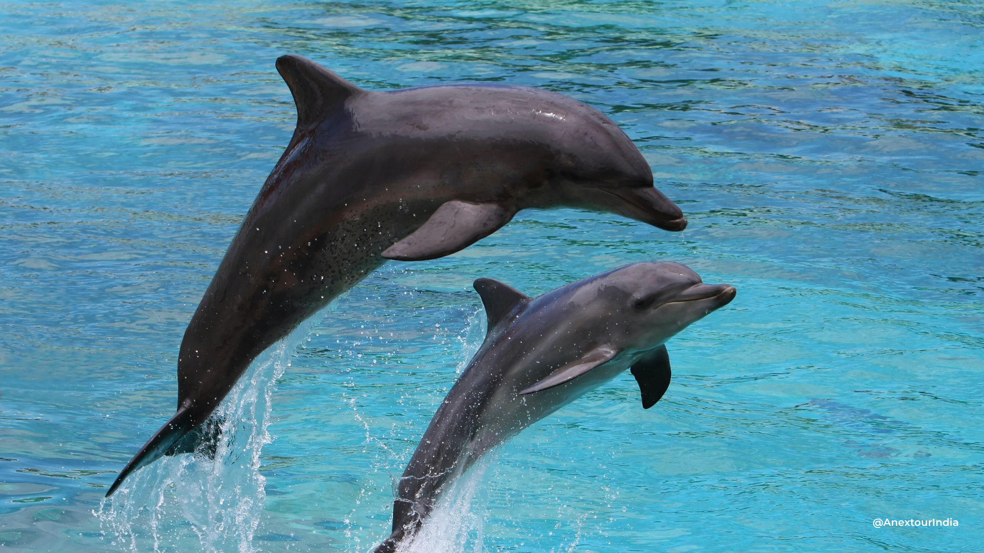 Dolphin Bay